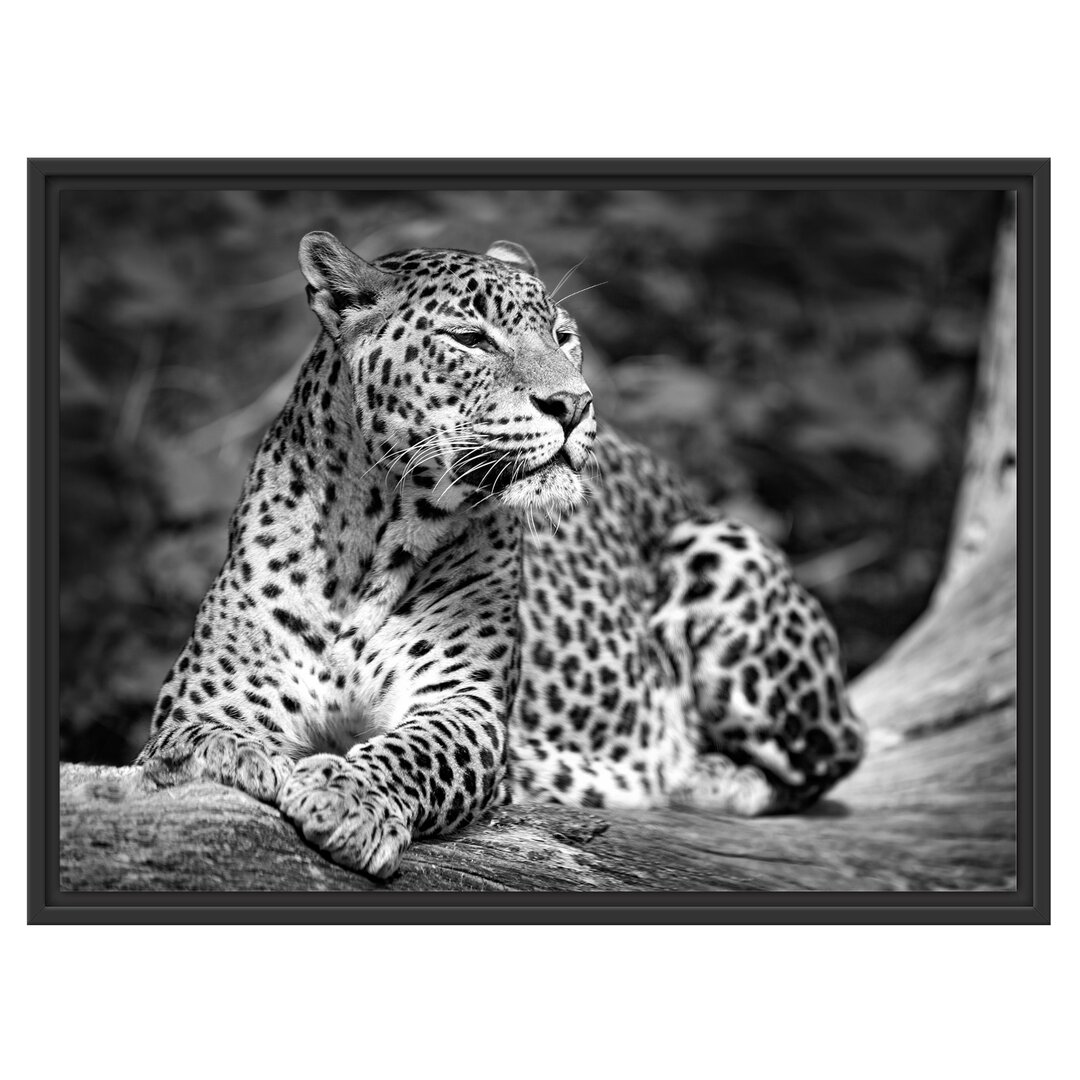 Gerahmtes Wandbild Leopard in der Natur B&W