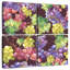 Raisins Yarlin-109037079