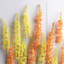 46-Inch Eremurus Stem