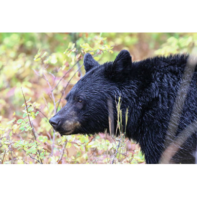 Ours noir - photographie sur toile tendue