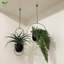 Metal Wall Planter