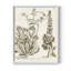 «Sepia Botanical Journal IV», reproduction encadrée - bois massif-67588340-67588344
