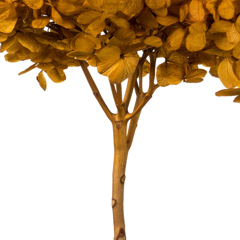 Natural Botanicals 15" Hydrangea with Multiple Branch Segments, Preserved, Aspen Gold