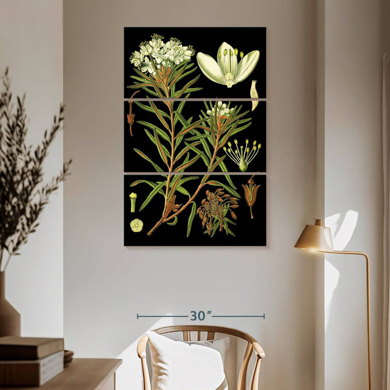 Harnek Marsh Labrador Tea Plant, 65" H x 42" W