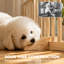 Pet Gate