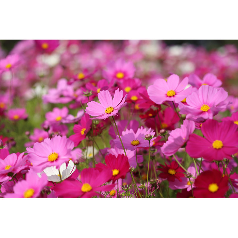 Beautiful Cosmos Flower - Photographie sur toile tendue, H 12 po x l 18 po x P 1,25 po