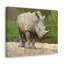 Drôle de rhinocéros blanc