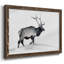 Lone Bull-96291314-96291315
