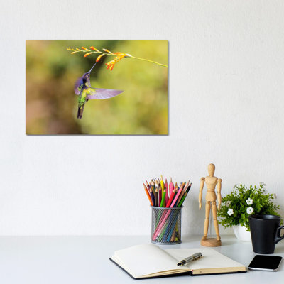 Central America, Costa Rica. Male talamanca hummingbird feeding. 1 Piece Wrapped Canvas Wall Art