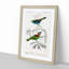 Bird Illustrations PL. 2C by Charles d Orbigny - Framed Print-55457164-55457166