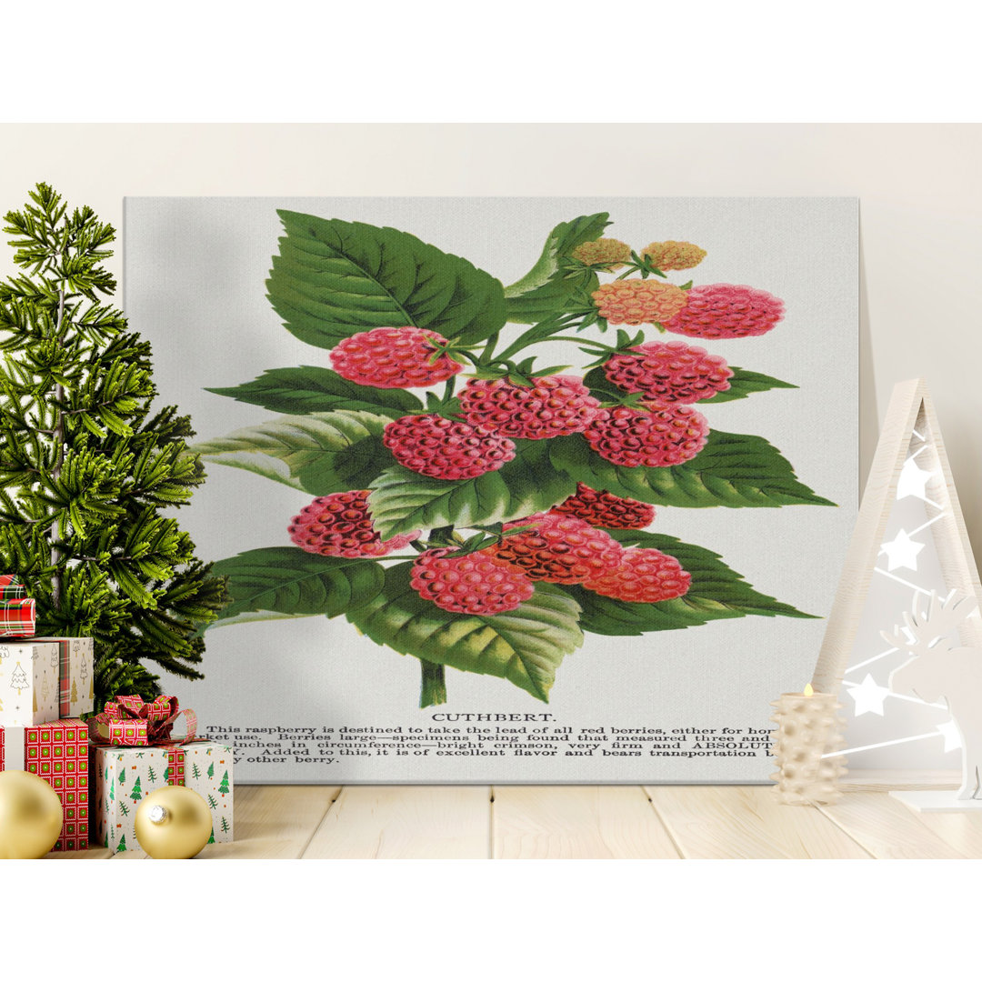 Cuthbert Raspberry Fruit Botanical Wall Art