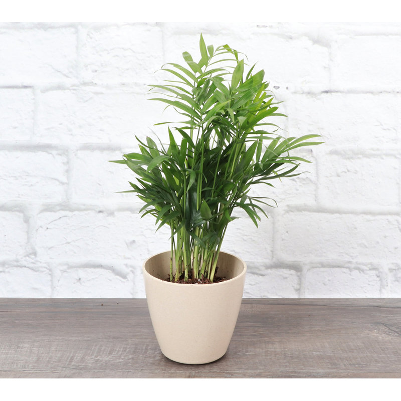 3 Piece Pet Safe Houseplant Set