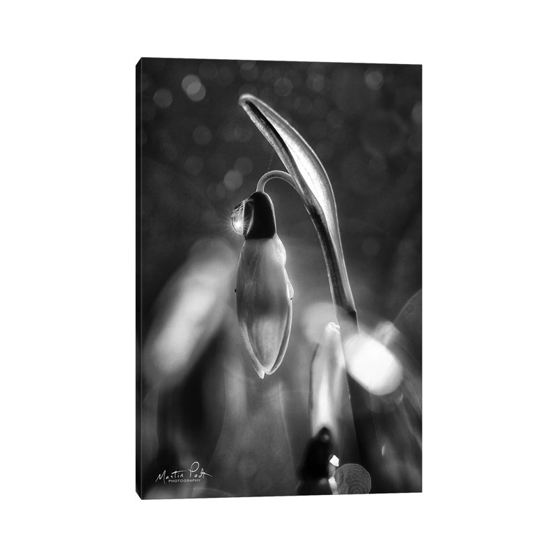 Snowdrops In Black And White by Martin Podt - Wrapped Canvas Print, 20.32 cm H x 30.48 cm W