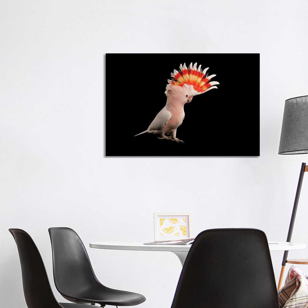 A Major Mitchell's Cockatoo At Parrots In Paradise von Joel Sartore - Gallery-Wrapped Canvas Giclée on Canvas