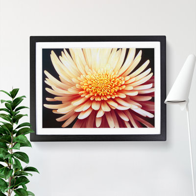 Sensational Chrysanthemum Flower - Framed Print