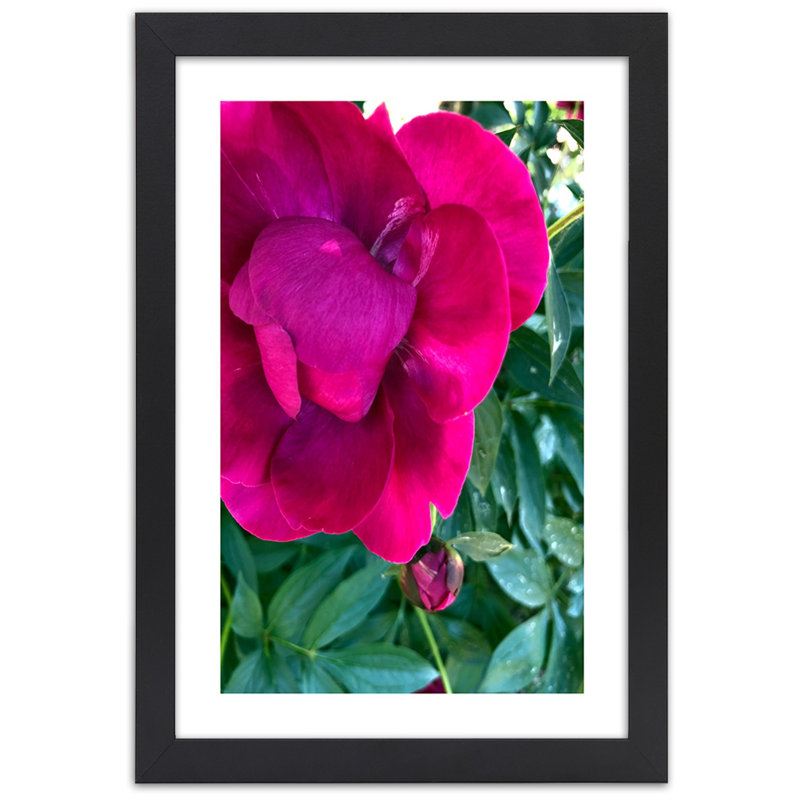 Peony Pink Flower 1 Piece Single Picture Frame Wall Art, 100cm H x 70cm W, Black