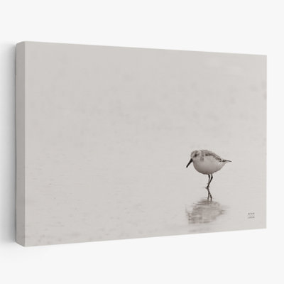 Bord de mer et plage de l'île Tybee Sanderling