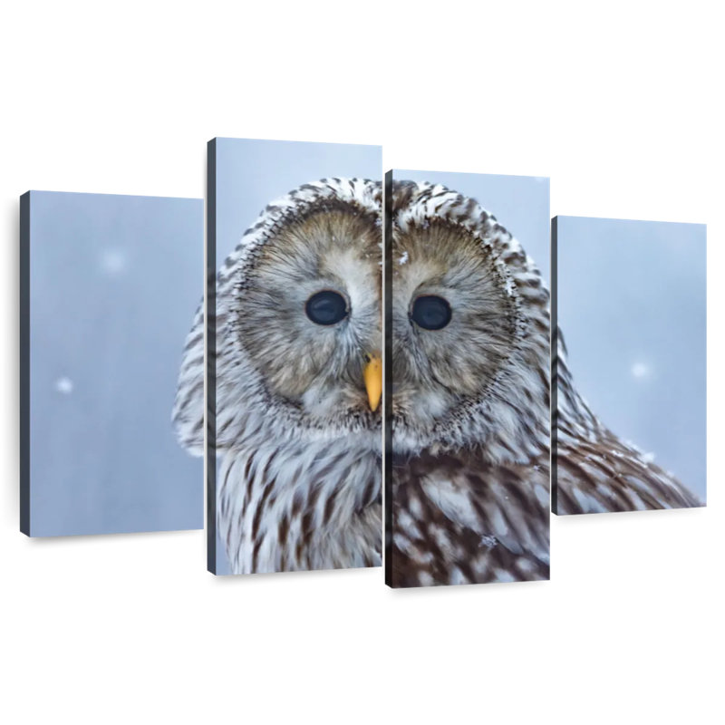 Brampt Ural Owl In Snow, 32'' H x 52'' W