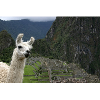Llama Guide - Wrapped Canvas Print