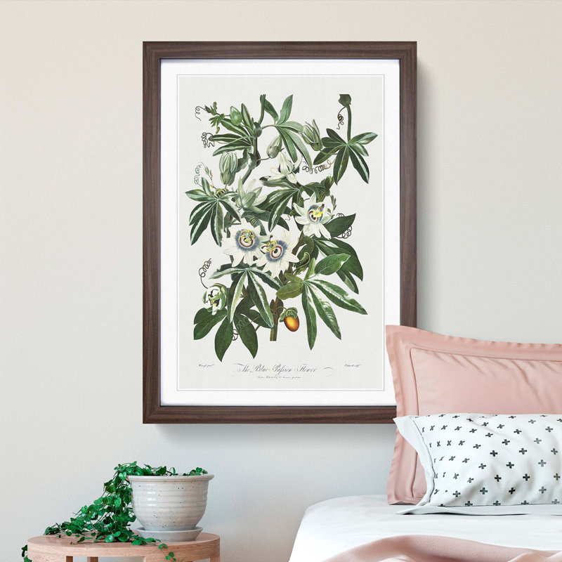 Bluecrown Passion Flowers by R.J. Thornton - Picture Frame Graphic Art Print, 65cm H x 48cm W x 2cm D, Walnut Framed