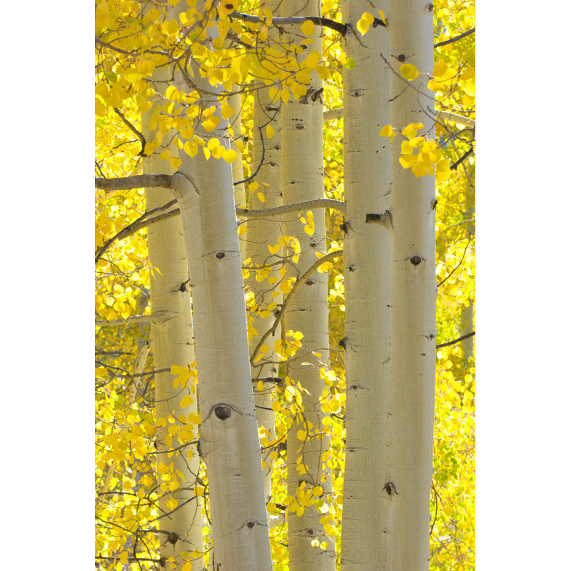 Autumn Aspen Trees - Wrapped Canvas Print, 30cm H x 20cm W