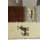 Jabian Performance Wool Indoor Rug