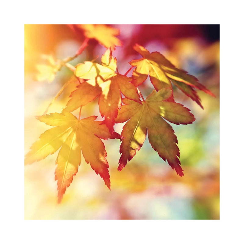 Autumn Sunshine - Wrapped Canvas Print, 30.48 cm H x 30.48 cm W