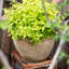 Pot à fleurs Kameera-1273337967