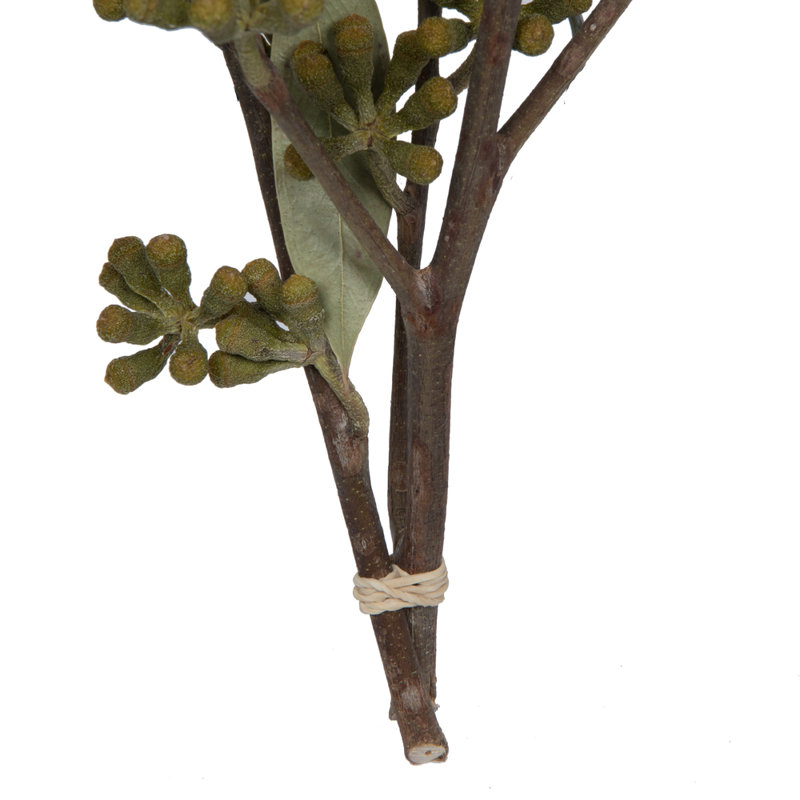 Amber Fruit Foliage Plant