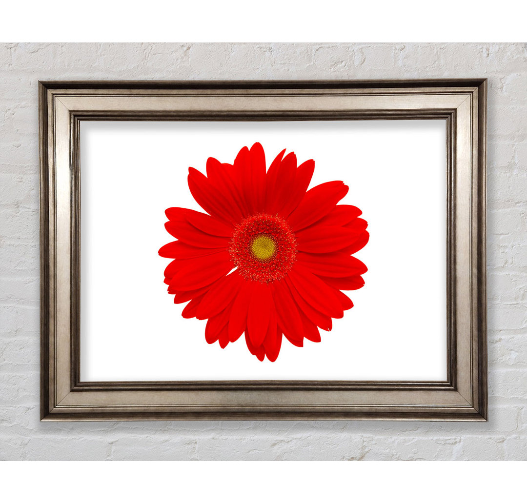 Vibrant Red Gerbera - Bilderrahmen Kunstdrucke