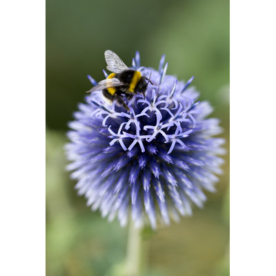 Delvante " Bumble Bee " by Mezmic