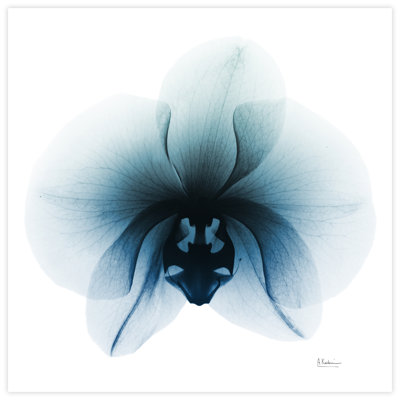 " Glacial Orchid " by Albert Koetsier