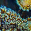 Rideau de douche Elephant Coral-895640781