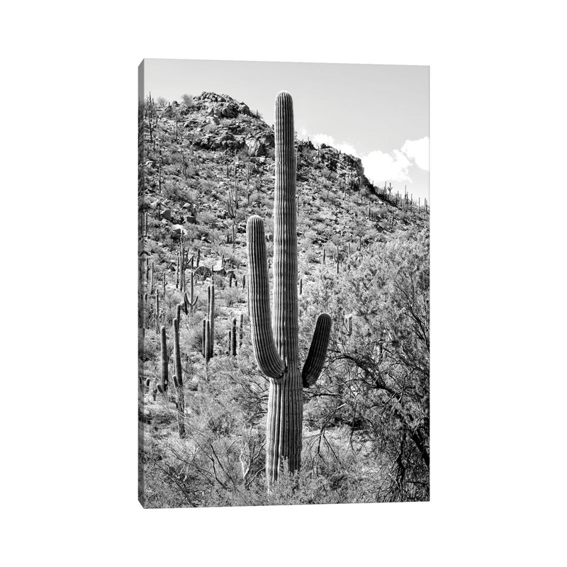 Cactus Hill by Philippe Hugonnard - Wrapped Canvas Print, 20.32 cm H x 30.48 cm W