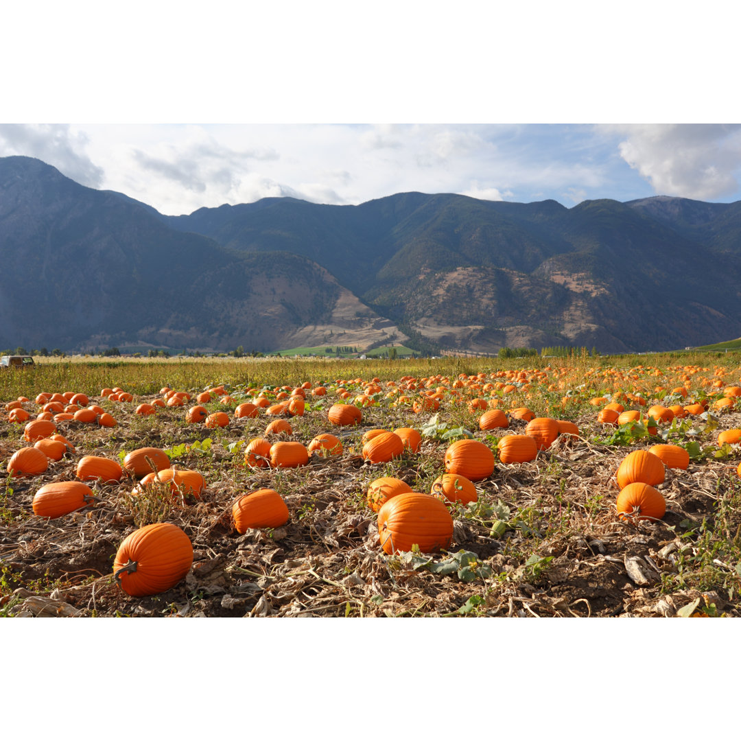Keremeos Pumpkin Patch by Maxvis - Wrapped Canvas Print