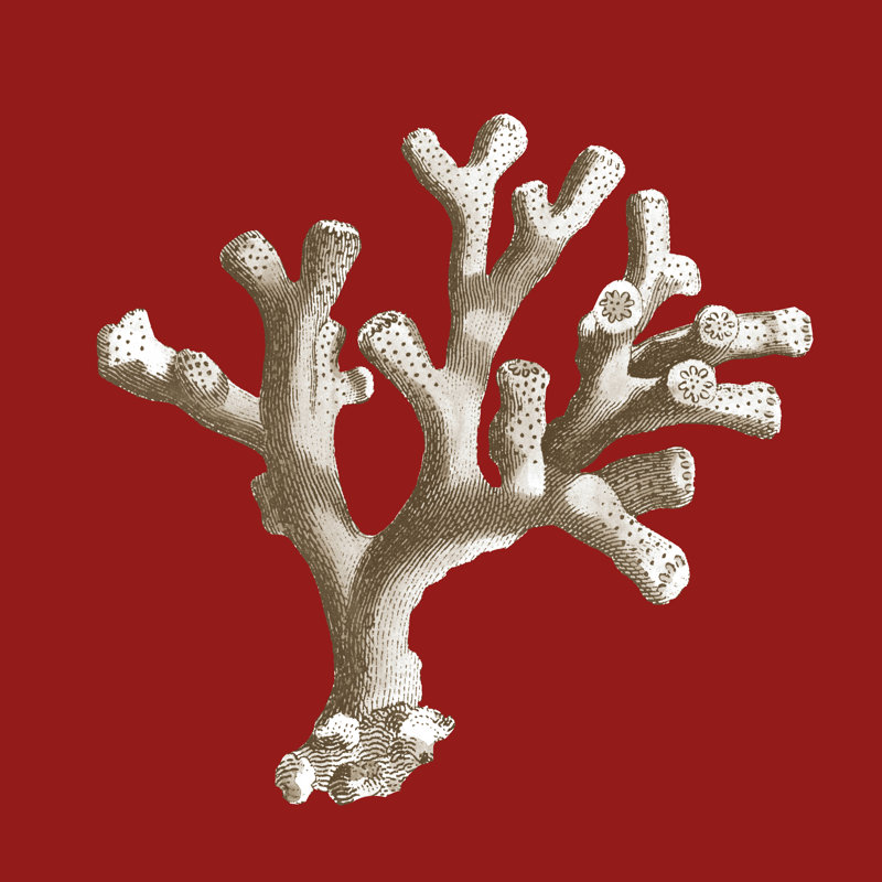 Small Coral On Red II (P) - Wrapped Canvas Painting, 30cm H x 30cm W