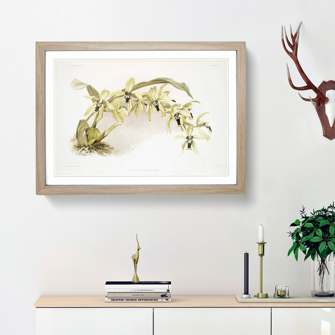 Magnolia Flowers Illustration Tab. 56 by Frederick Sander - Framed Print