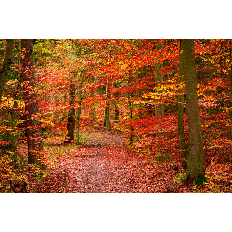 «Red Forest» par Shaiith - photographie sur toile tendue, L 36 po x H 24 po