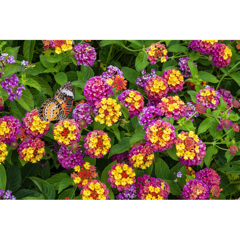Lantana Camara Flowers par Barbaraaaa - Photographie sur toile tendue, H 20 po x l 30 po