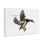 Canard colvert volant par Jadei-1222282948