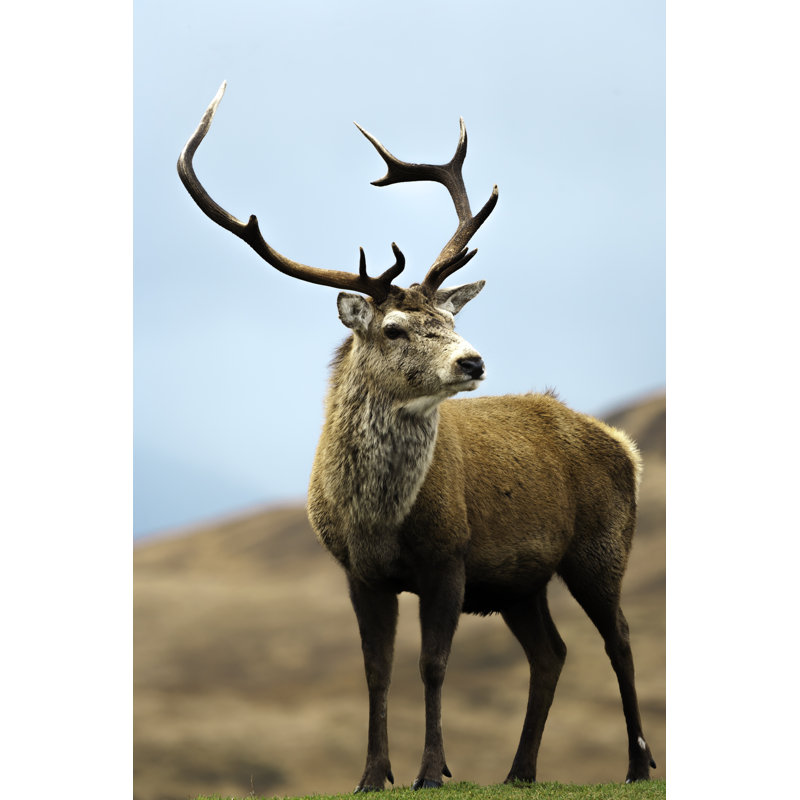 Scotish Red Deer Stag by Tony_Herbert - Wrapped Canvas Print, 46cm H x 30cm W