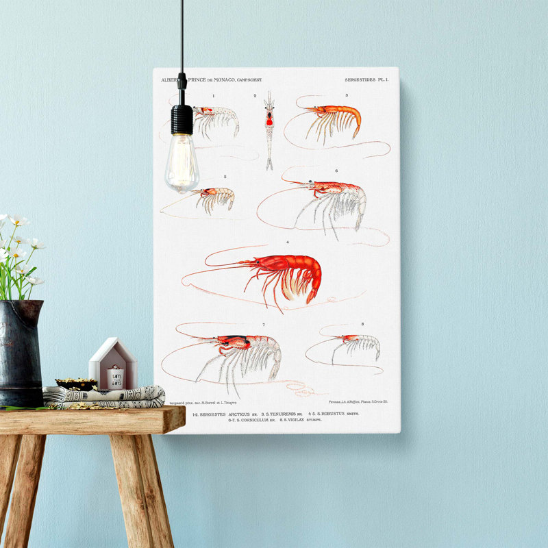 Selection Of Shrimp by Albert I - Wrapped Canvas, 76cm H x 50cm W x 3cm D