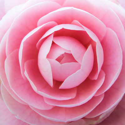 Pink Rose Blossom - Wrapped Canvas Print