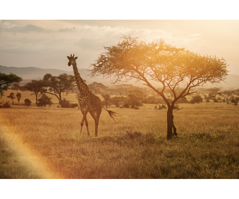 Wrapped Canvas Print, 50.8 cm H x 76.2 cm W