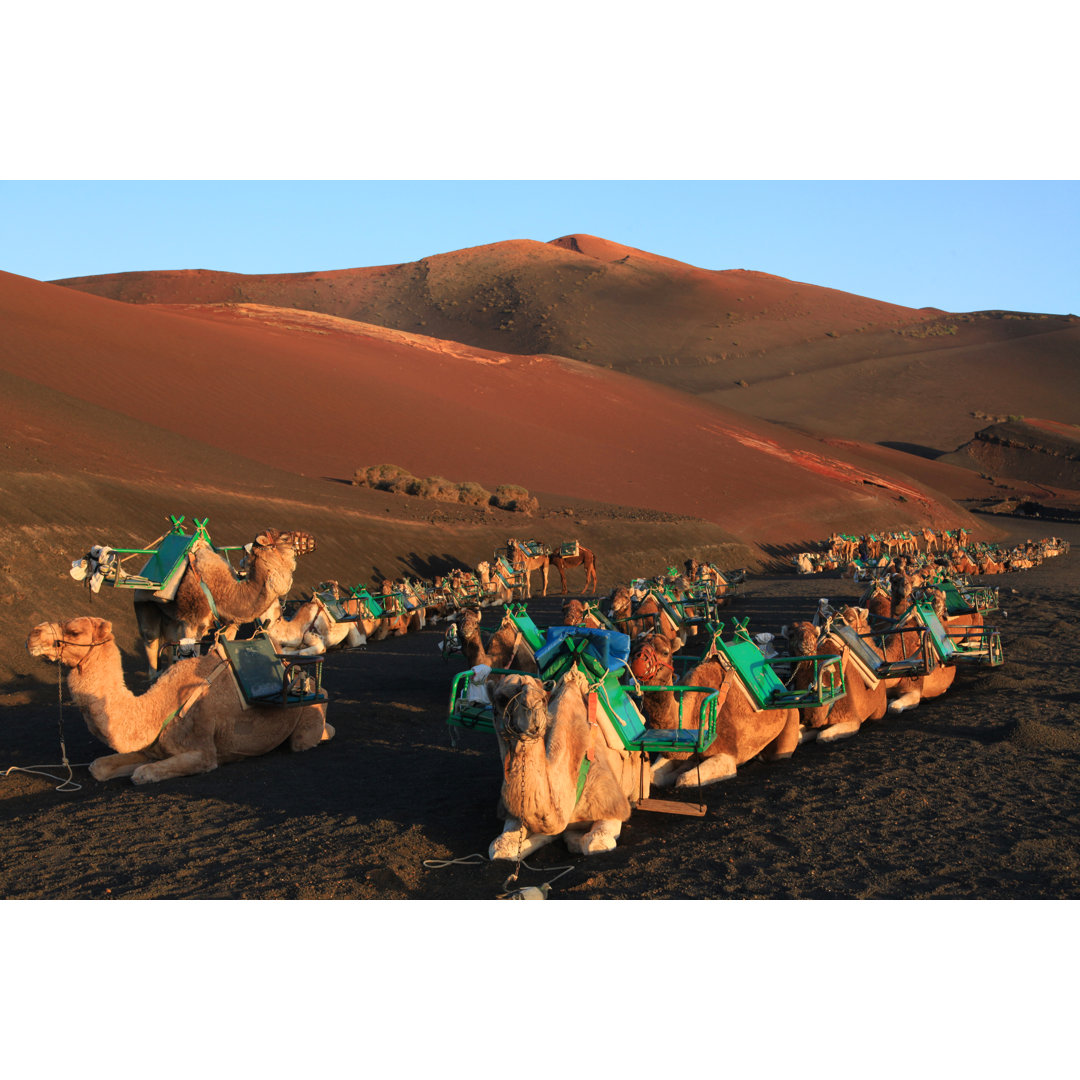 Kamele im Timanfaya-Nationalpark