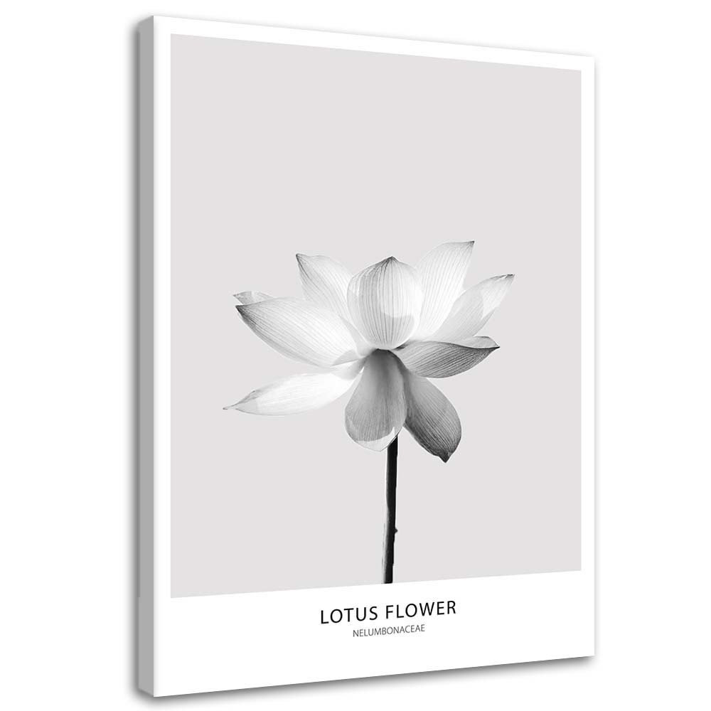 Leinwandbild White Lotus Flower Nature