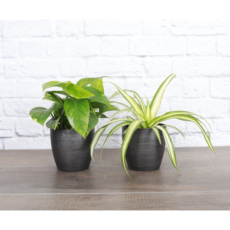 Live Air Purifying Houseplant Set in Classic Pots, Brushed Silver