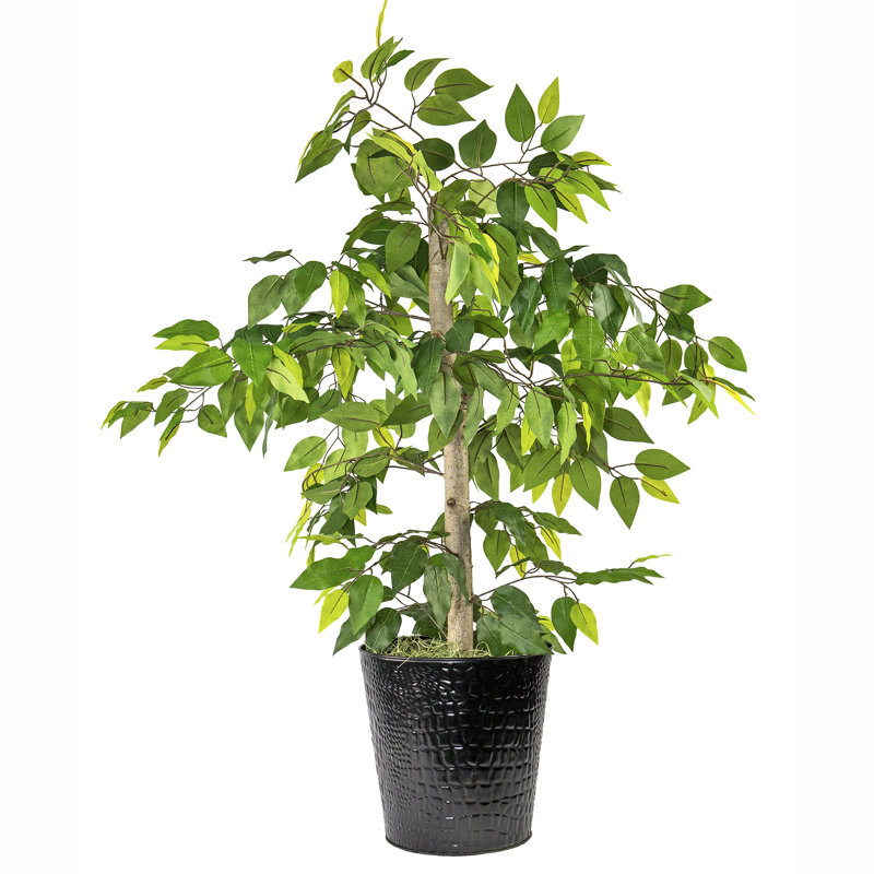 Ficus de 4 pieds dans un panier en métal noir