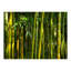 Murale Bamboo Jungle-775546607-798997555