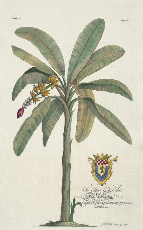 Banana Tree Print by Porter Design, Outdoor, 27" H x 18" W x 1.5" D